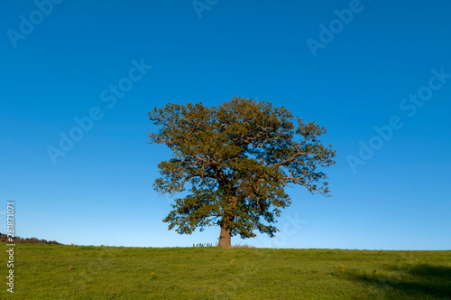 europe  uk  england  surrey oak tree autumn