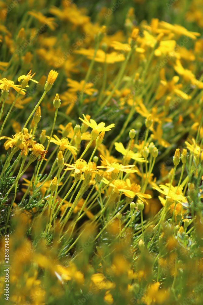 Obraz premium Yellow Flowers