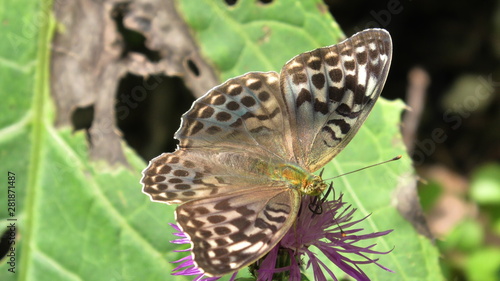 farfalla,argynnis paphia valesina,  photo