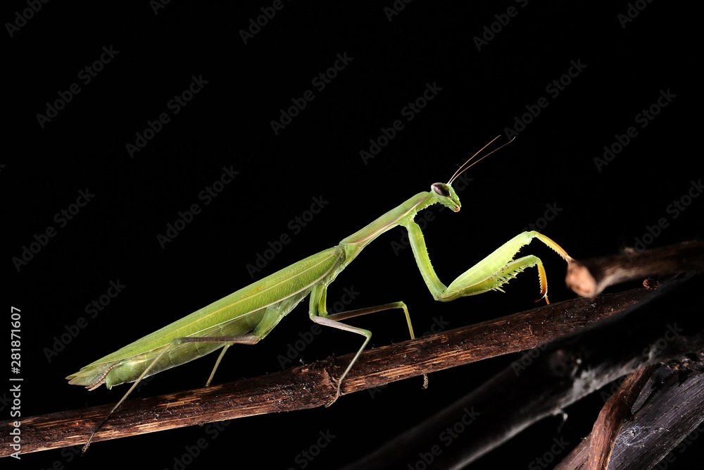 Green mantis is a predator, hunting for small and large insects Green mantis is a predator, hunting for small and large insects