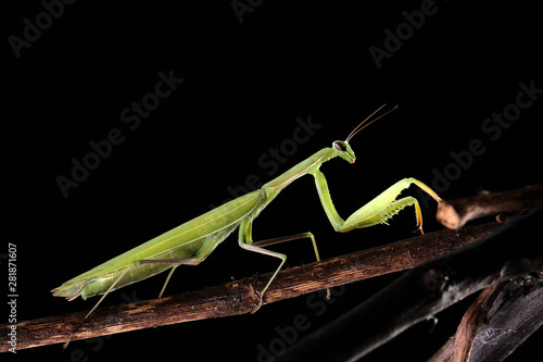 Green mantis is a predator, hunting for small and large insects