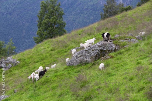 Goat pasture in Norway