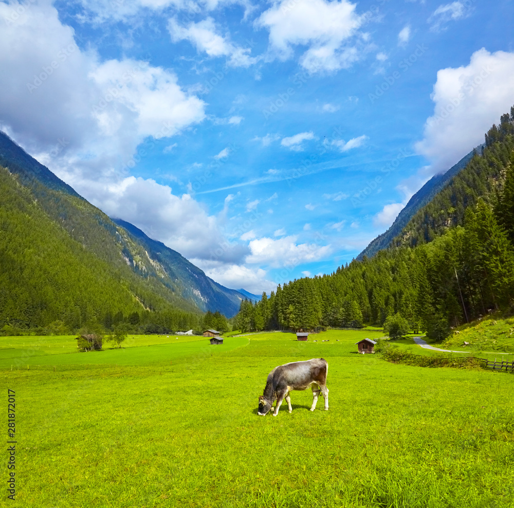 Beautiful mountain panorama with cows.