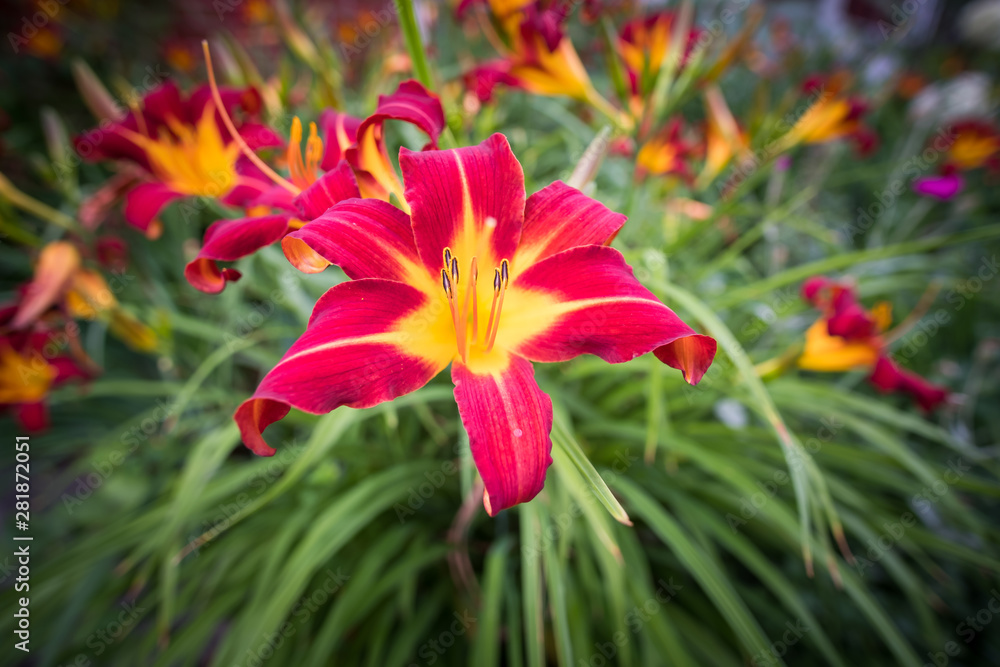 Bright pink day lilies with blurred background Bright pink day lilies with blurred background