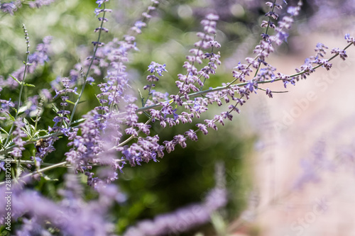 Lavender blossoms with blurred background