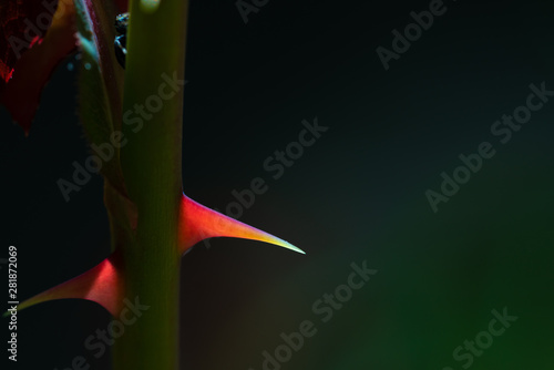 Fototapeta rose thorn and green background