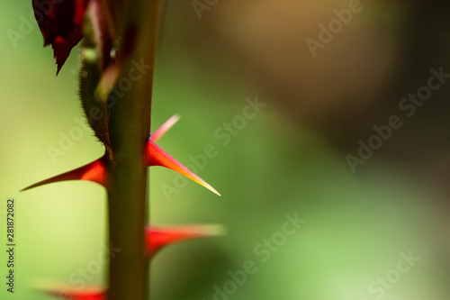 Canvas-taulu rose thorn and green background