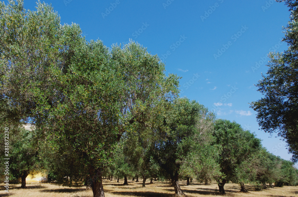 Fototapeta premium Olive grove - Olive trees