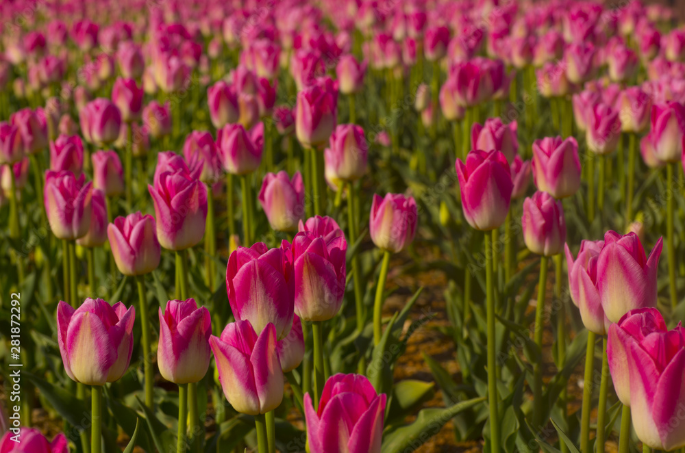 pink tulips in the garden