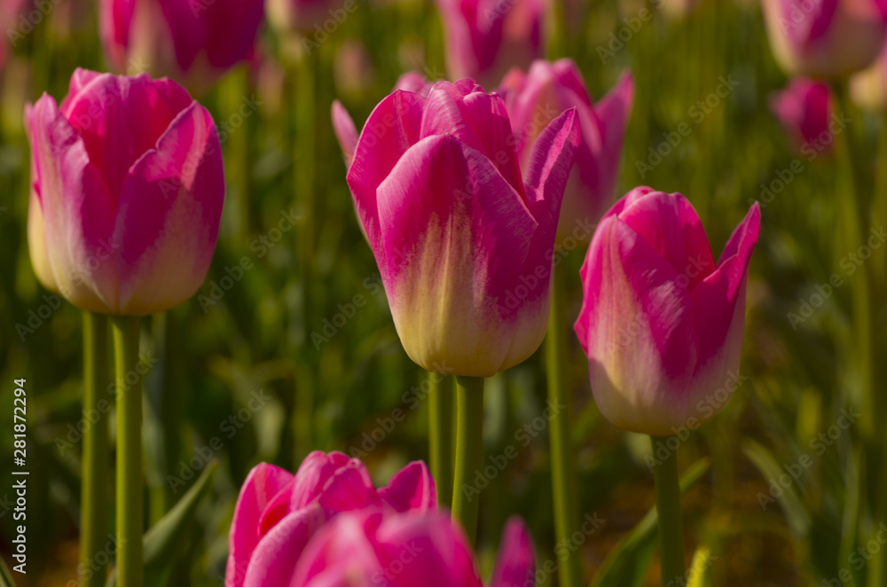 pink tulips in the garden