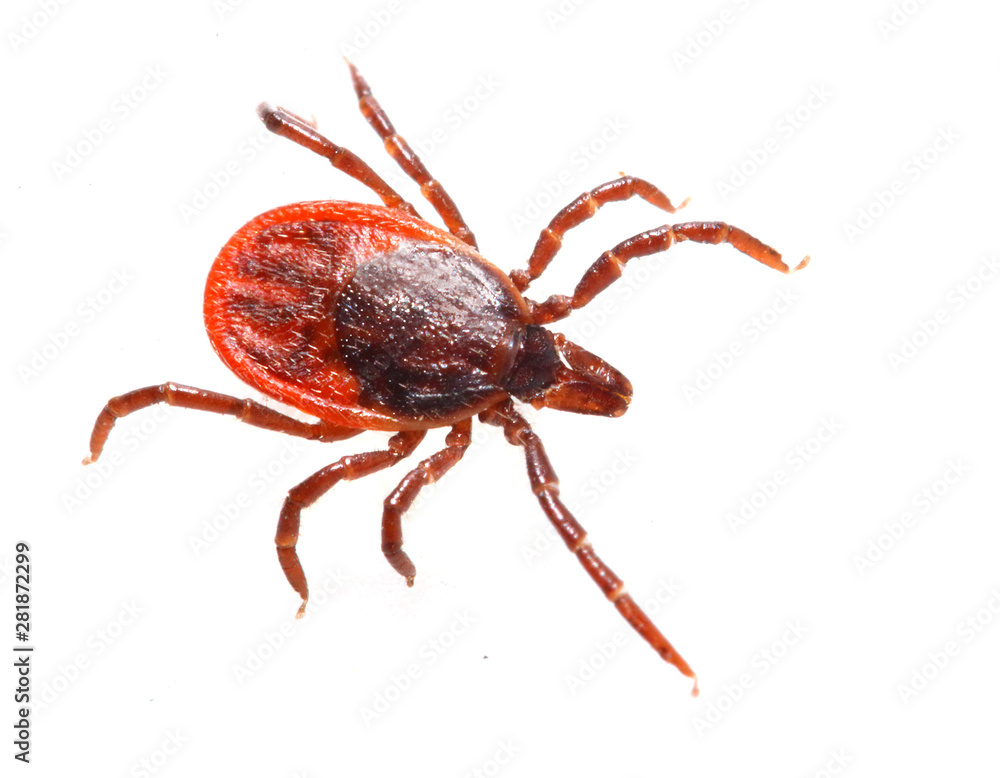 Tick isolated on white background. Dangerous parasite, vehicle of many infections. Tick isolated on white background. Dangerous parasite, vehicle of many infections.