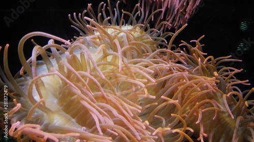 colorful anemone 