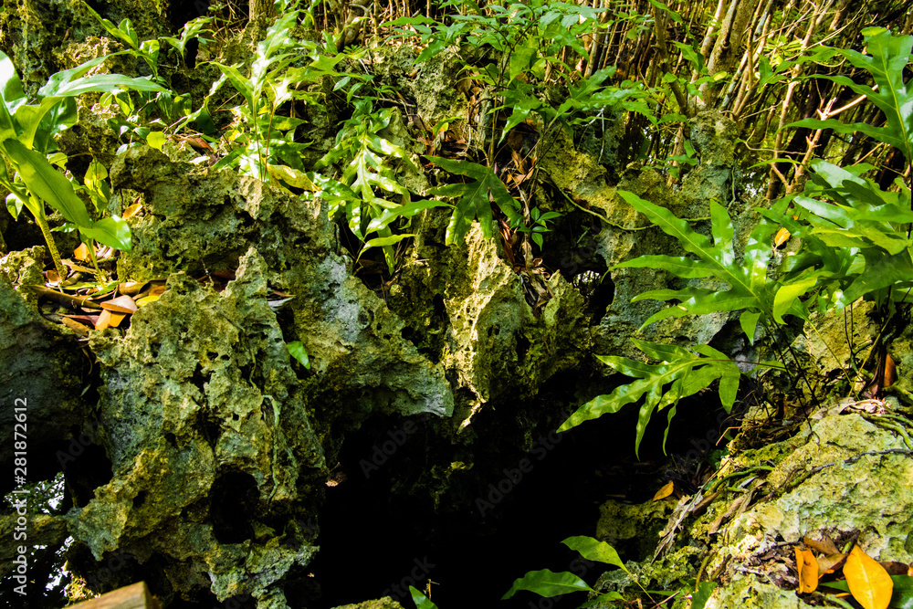 mangrove trees with green leaves and long roots growing in fresh water summer sunny day mangrove trees with green leaves and long roots growing in fresh water summer sunny day