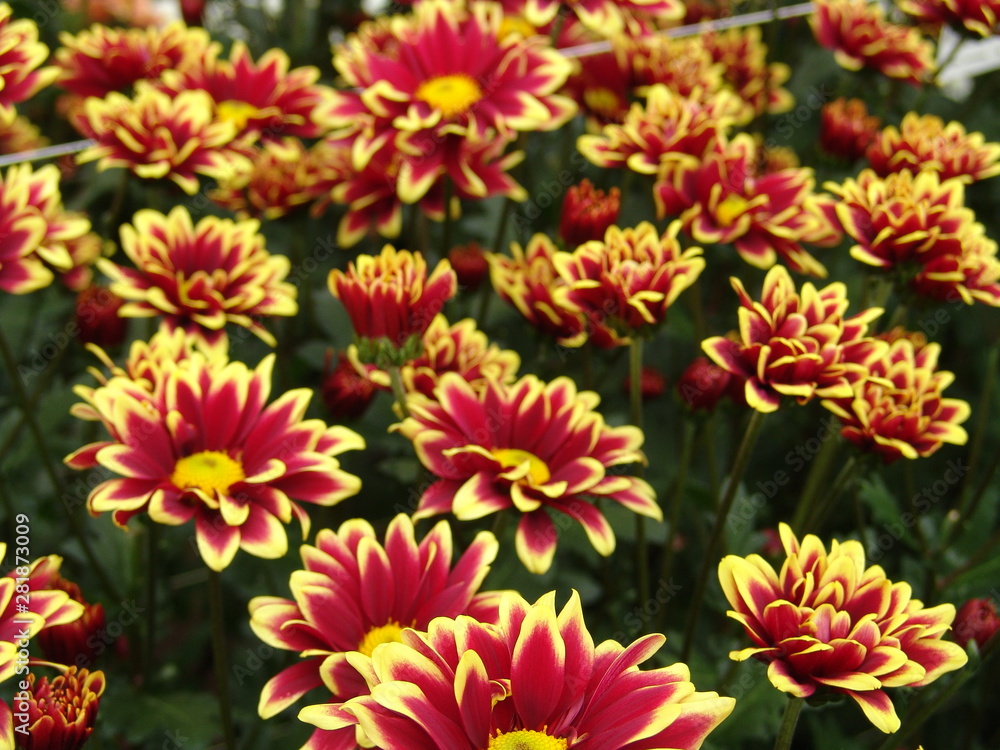 flores flores