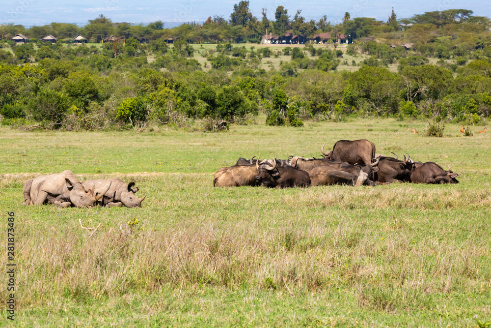 Mother and calf rhino with Buffalo