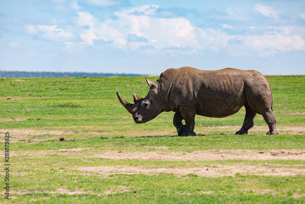 Fototapeta premium Rhino profile in landscape