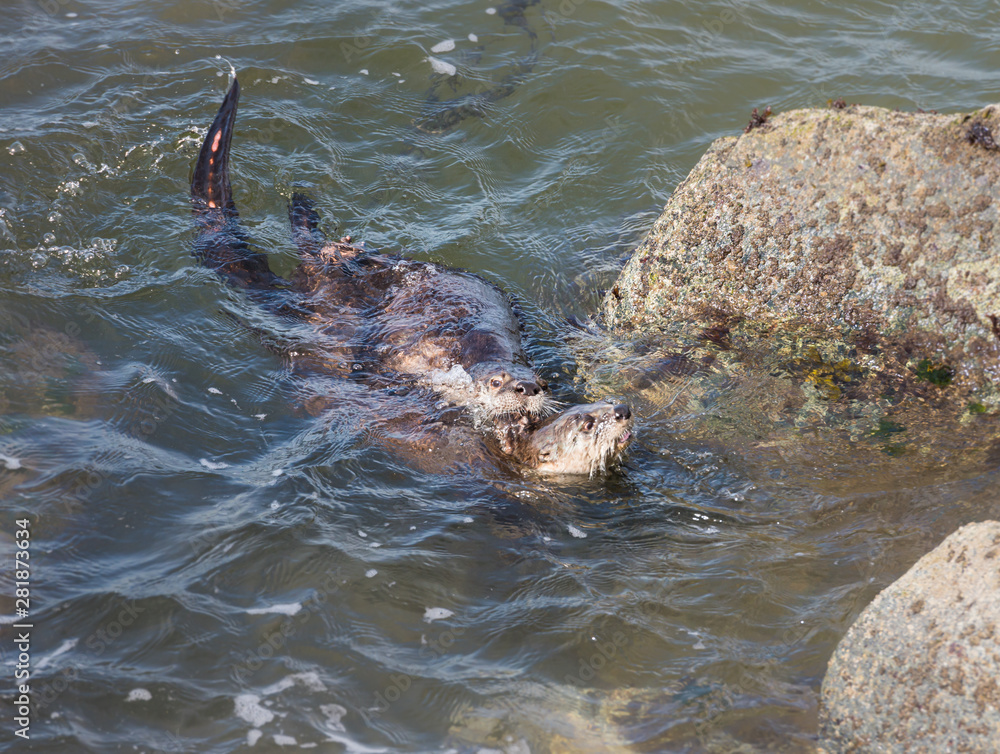 Obraz premium River otter in the wild