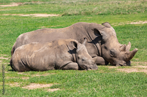 Dozing mother and calf rhino