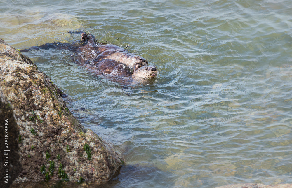 Fototapeta premium River otter in the wild
