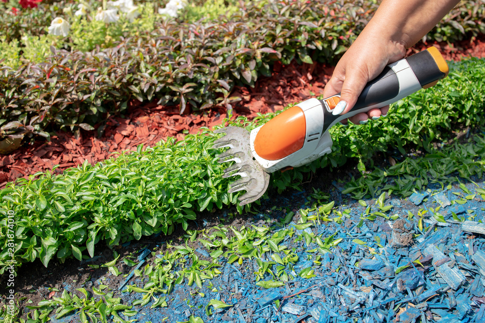 Fototapeta premium female person working at garden with electric portable scissors. trimming flowers at backyard. gardening concept.