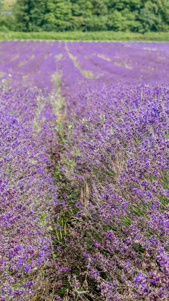 Lavender Fields in Kent Countryside