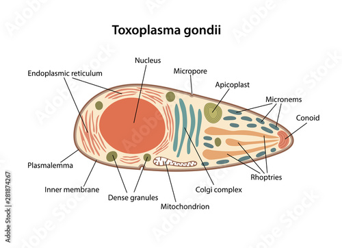 Structure of Toxoplasma gondii with corresponding designations. Vector illustration in flat style isolated over white background.