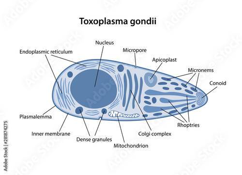 Structure of Toxoplasma gondii in blue with corresponding designations. Vector illustration in flat style isolated over white background.