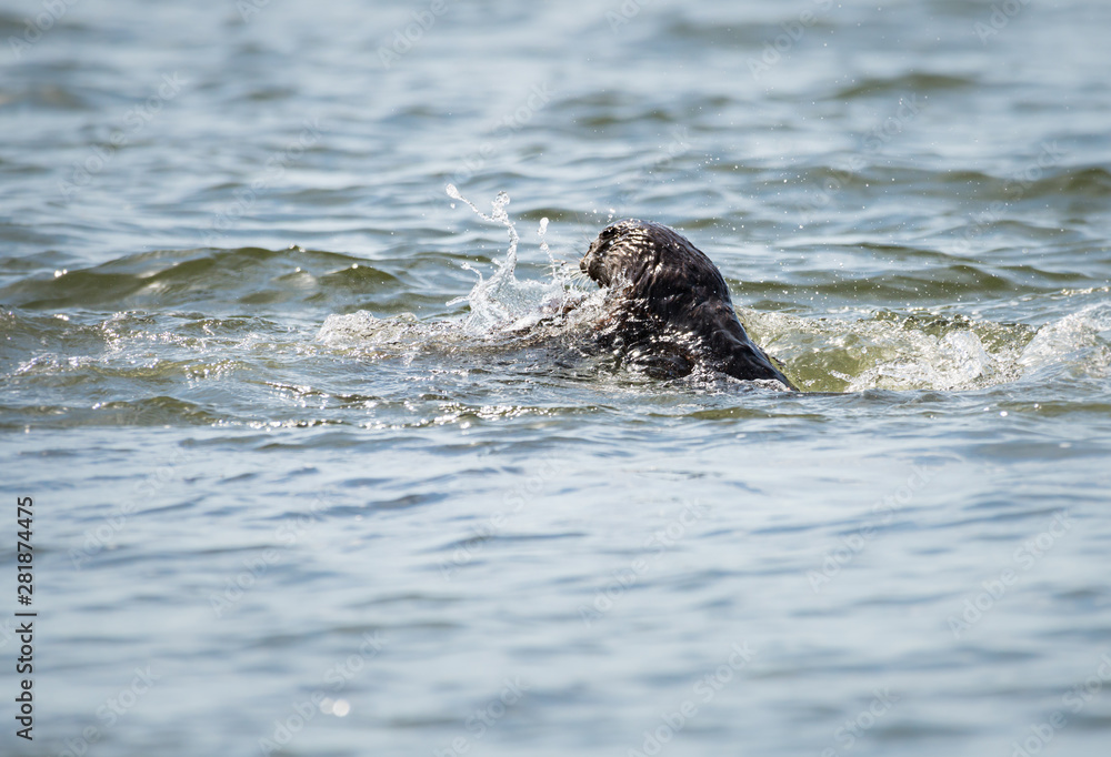 Fototapeta premium River otter in the wild