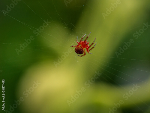 Red Spider on web with green background in close up view
