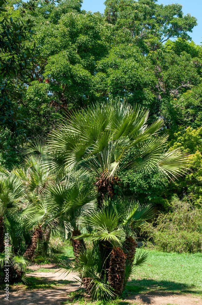 palm tree and long leaves sunny day palm tree and long leaves sunny day