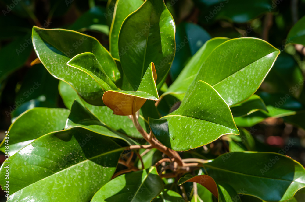 green leaves magnolia tree bright sunny day green leaves magnolia tree bright sunny day