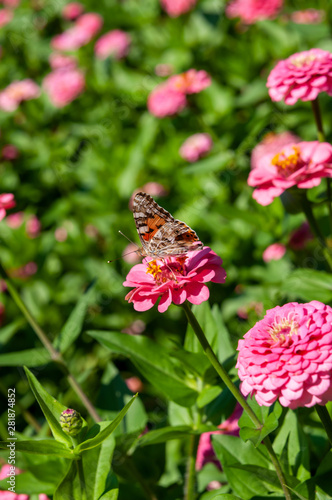 flower bed, pink flowers and green grass