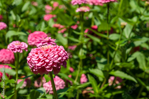 flower bed, pink flowers and green grass