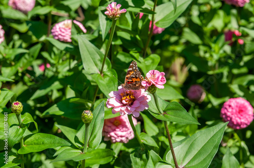 flower bed, pink flowers and green grass