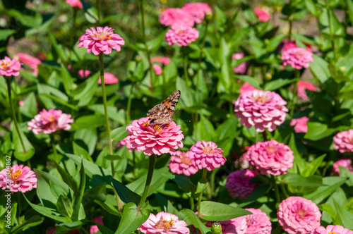 flower bed, pink flowers and green grass