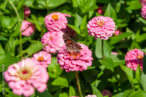 flower bed, pink flowers and green grass