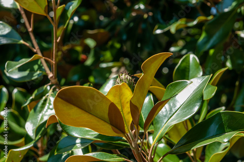 green leaves magnolia tree bright sunny day