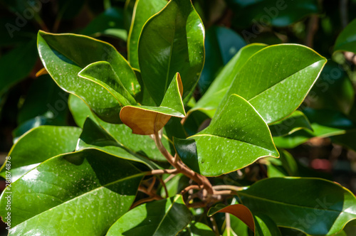 green leaves magnolia tree bright sunny day
