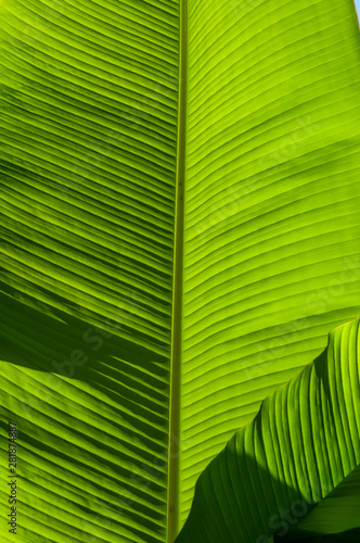 Large, green leaves of a banana palm tree on a sunny day