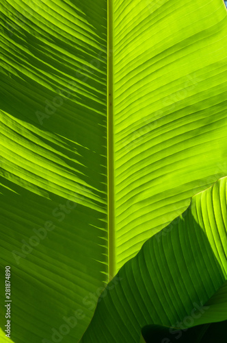 Large, green leaves of a banana palm tree on a sunny day