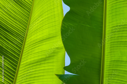 Large, green leaves of a banana palm tree on a sunny day