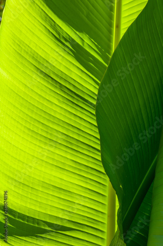 Large, green leaves of a banana palm tree on a sunny day