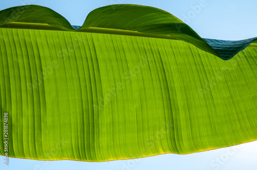 Large, green leaves of a banana palm tree on a sunny day