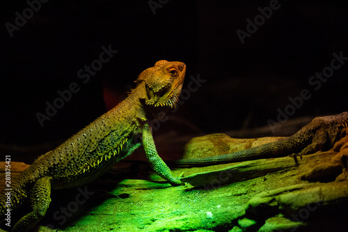 Iguana in colorful lights