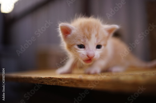 alone small red kitten meows outdoor