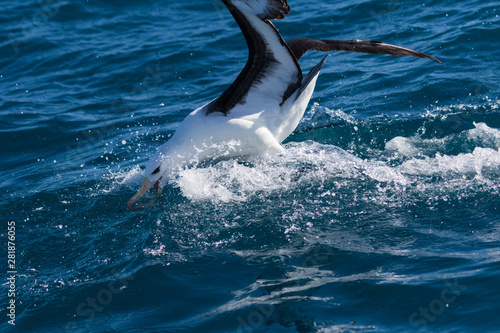 Black Browed Albatross