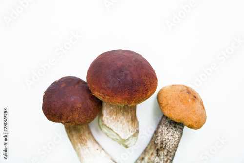 white mushroom boletus and orange-cap boletus mushroom on a white background, selective focus, isolated