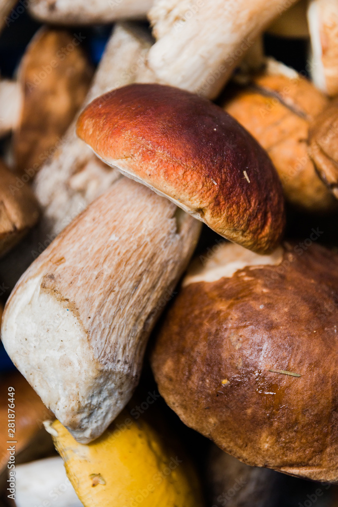 white mushroom boletus close-up in a basket collected in the forest, selective focus white mushroom boletus close-up in a basket collected in the forest, selective focus