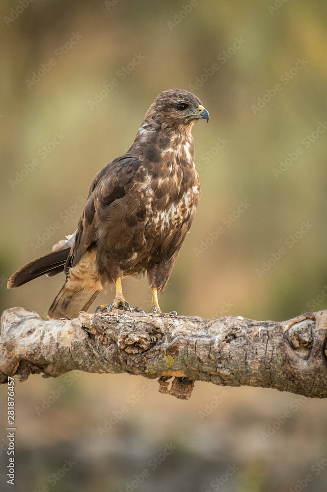 Buteo buteo Common Buzzard raptor Buteo buteo Common Buzzard raptor