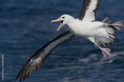 Black Browed Albatross © Imogen